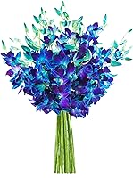 Vista 11 de Kabloom 10 Tallos Blue Valentine Dendrobium orquídeas, 2.5 libras