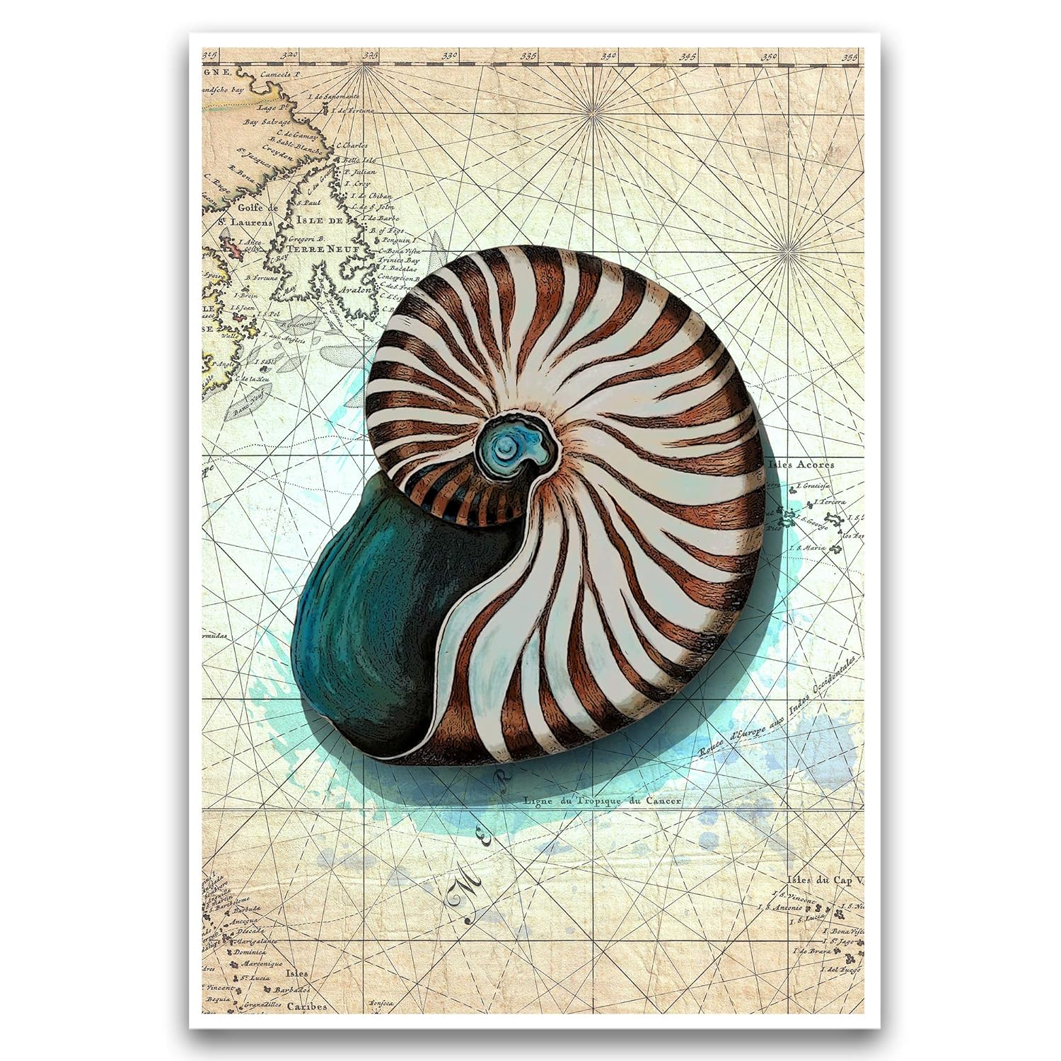 Amazon Com Nautilus Shell Splatter Art Beach Decor Seashell Art Print On World Map Handmade Products