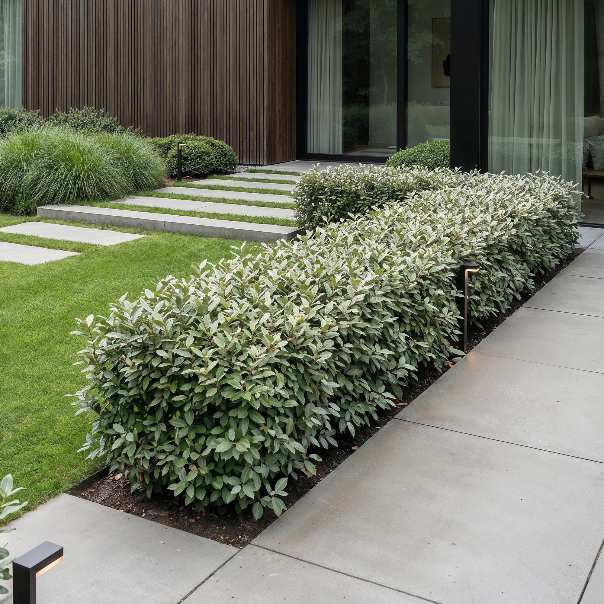 Arbusto Elaeagnus Ebbingei Compacta para Seto, Verde y Gris, Pack de 8
