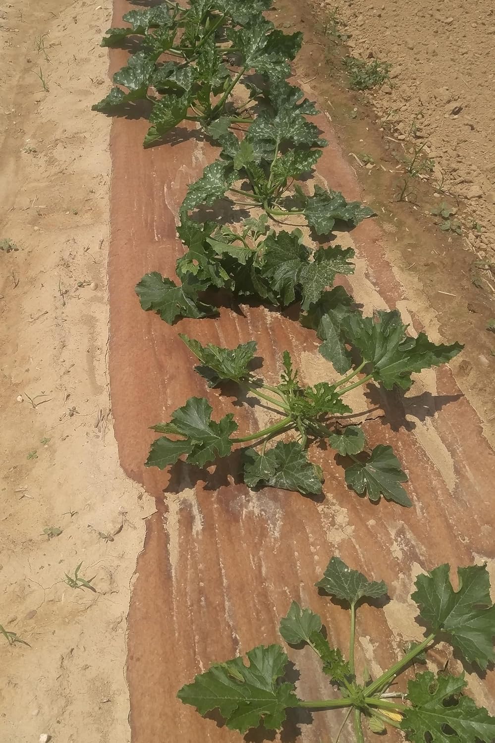 New EcoMulch Organic Weed Controlling Mulch - OMRI Listed 48" x 100 feet Rolls 100% Bio-Degradable
