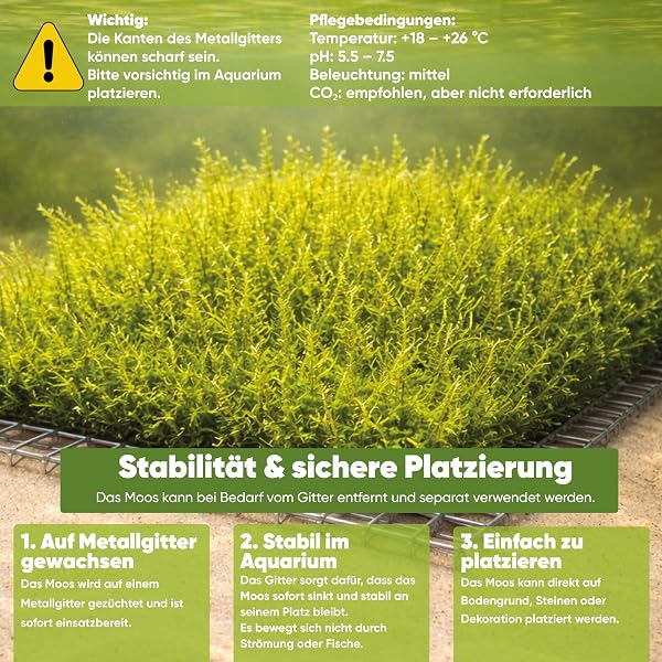AquaBreedingSkill Taiwan Moos auf Edelstahlgitter 8×8 cm – Taxiphyllum sp. lebendes Aquarium Moos – Fertige Moosmatte für Aquascaping, Garnelen und Nano Aquarium - 4
