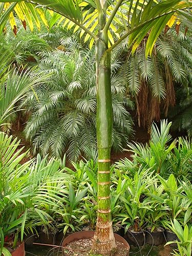 Miniatura 5 de Red Flame Palm - Planta viva en una maceta de cultivo de 3 galones - Chambeyronia Macrocarpa - Palmas ornamentales extremadamente raras de Florida