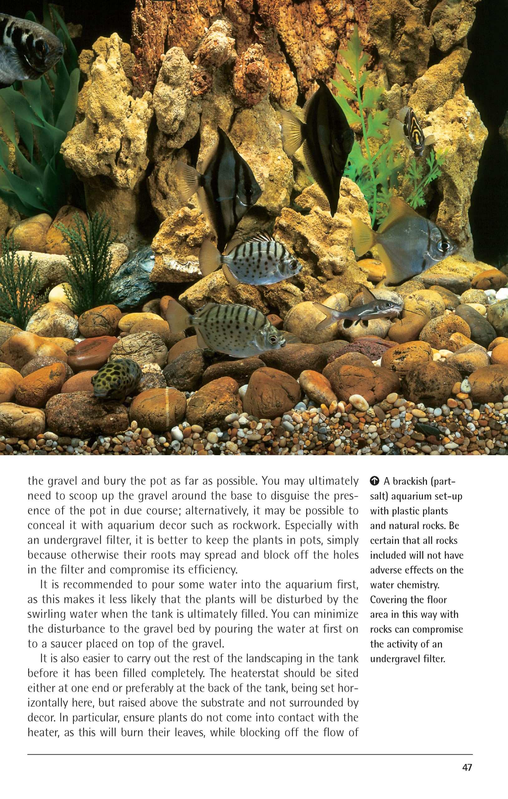 Freshwater Aquariums: Basic Aquarium Setup and Maintenance (Fish Keeping Made Easy)