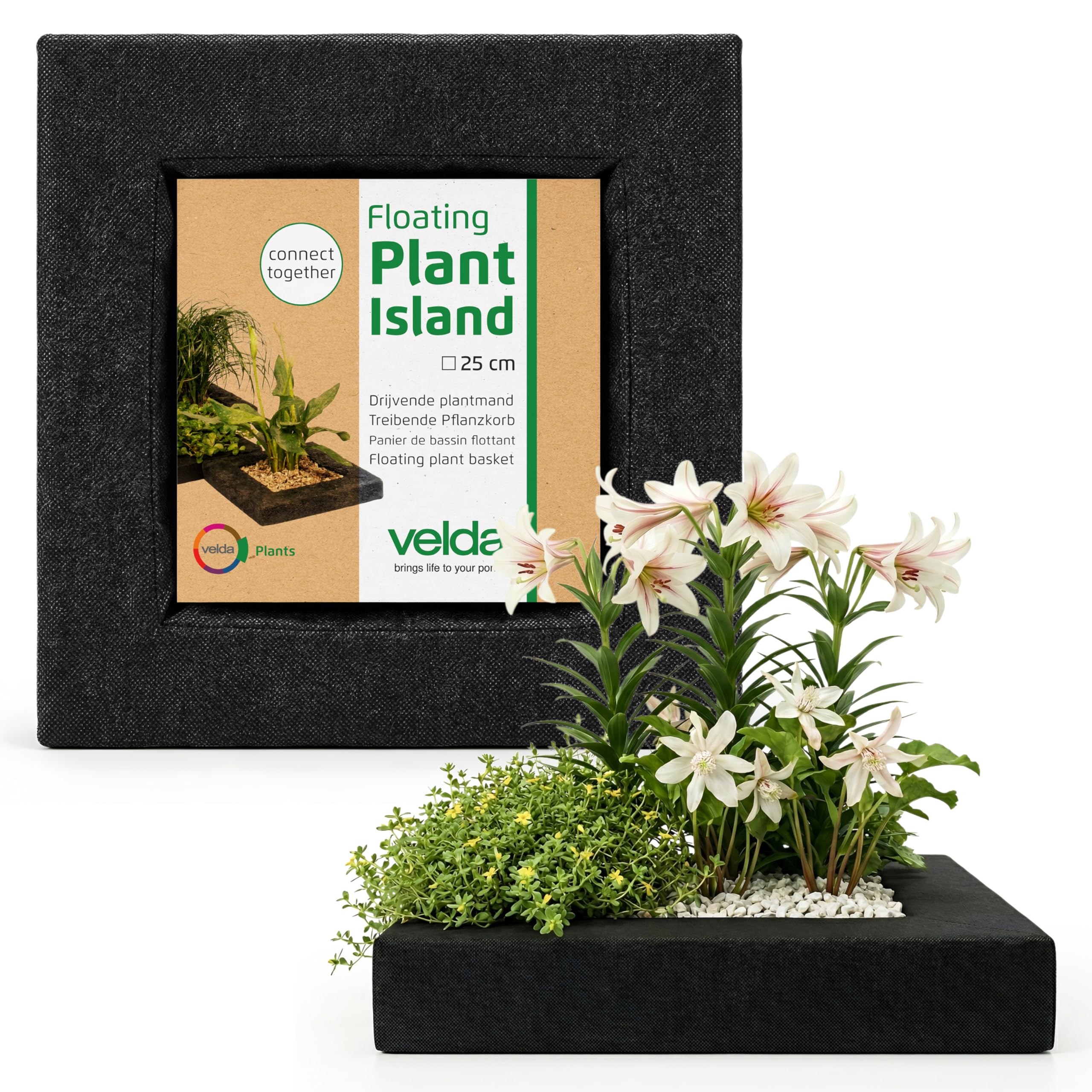 curry leaf plant indoors Curry Leaf Plant For Sale – Logee's Plants