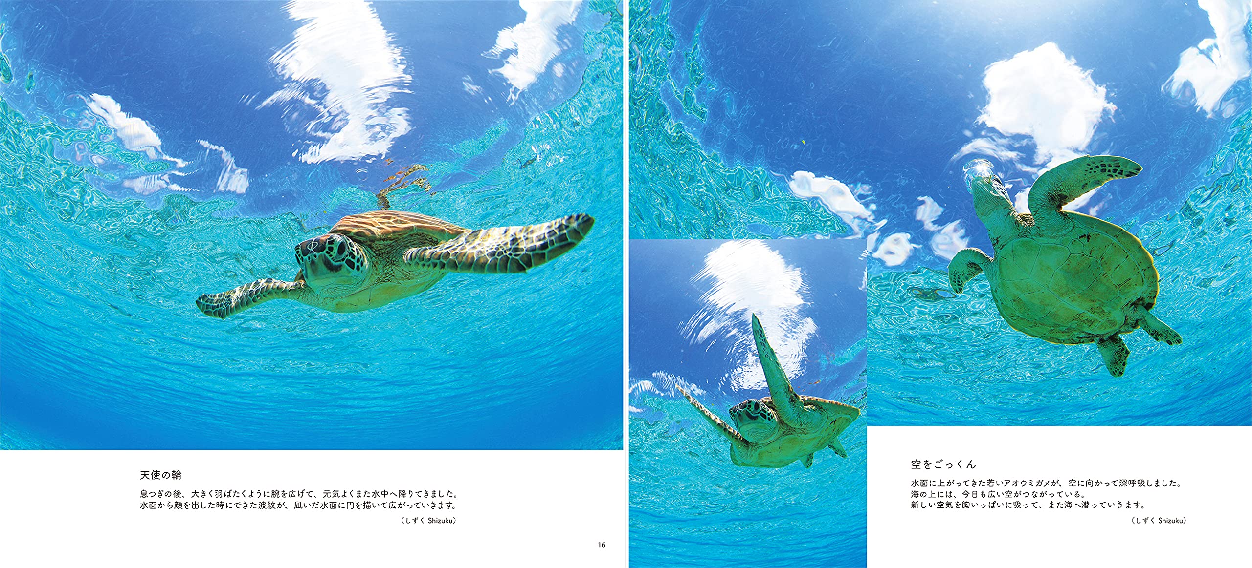 となりのウミガメ Our Neighbor The Sea Turtles うみまーる写真集 うみまーる 高松飛鳥 井上慎也 高松飛鳥 井上慎也 高松飛鳥 本 通販 Amazon