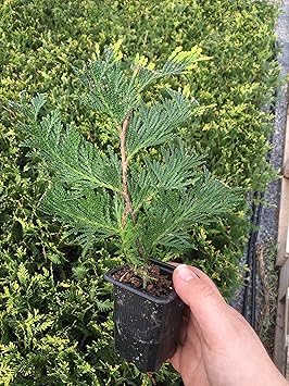 10 Thuja Green Giant Arborvitae 7-10 inches Tall Trees