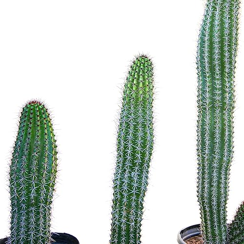 Miniatura 6 de Cactus Outlet - Plantas de cactus vivas, plantas vivas para uso en interiores y exteriores, cactus vivos, tubo de órganos de 12 a 18 pulgadas,
