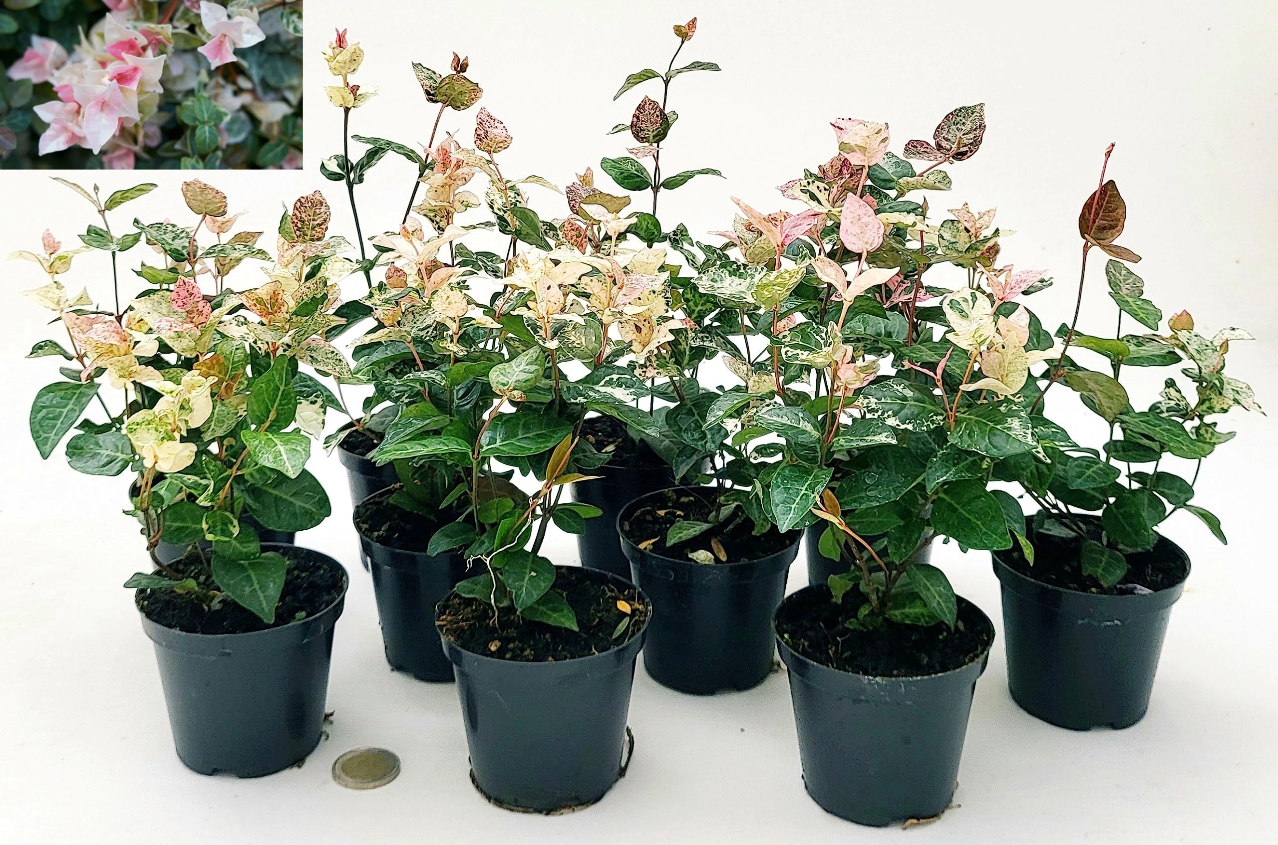 POWERS TO FLOWERS - TRACHELOSPERMUM JASMINOIDES TRICOLOR, GELSOMINO ROSA, VASO 10CM, 10 piante, piante vere