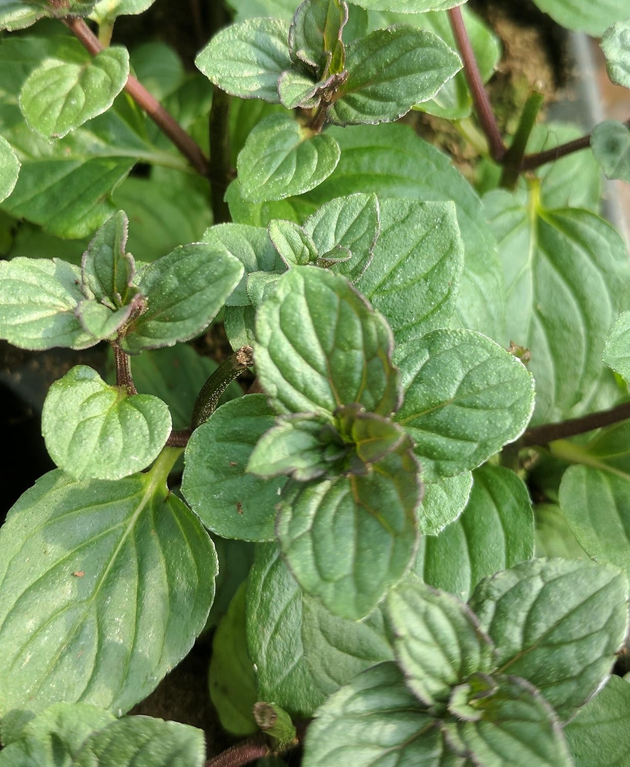 6 Mint After Eight herb Plug Plants Amazon.co.uk Garden & Outdoors