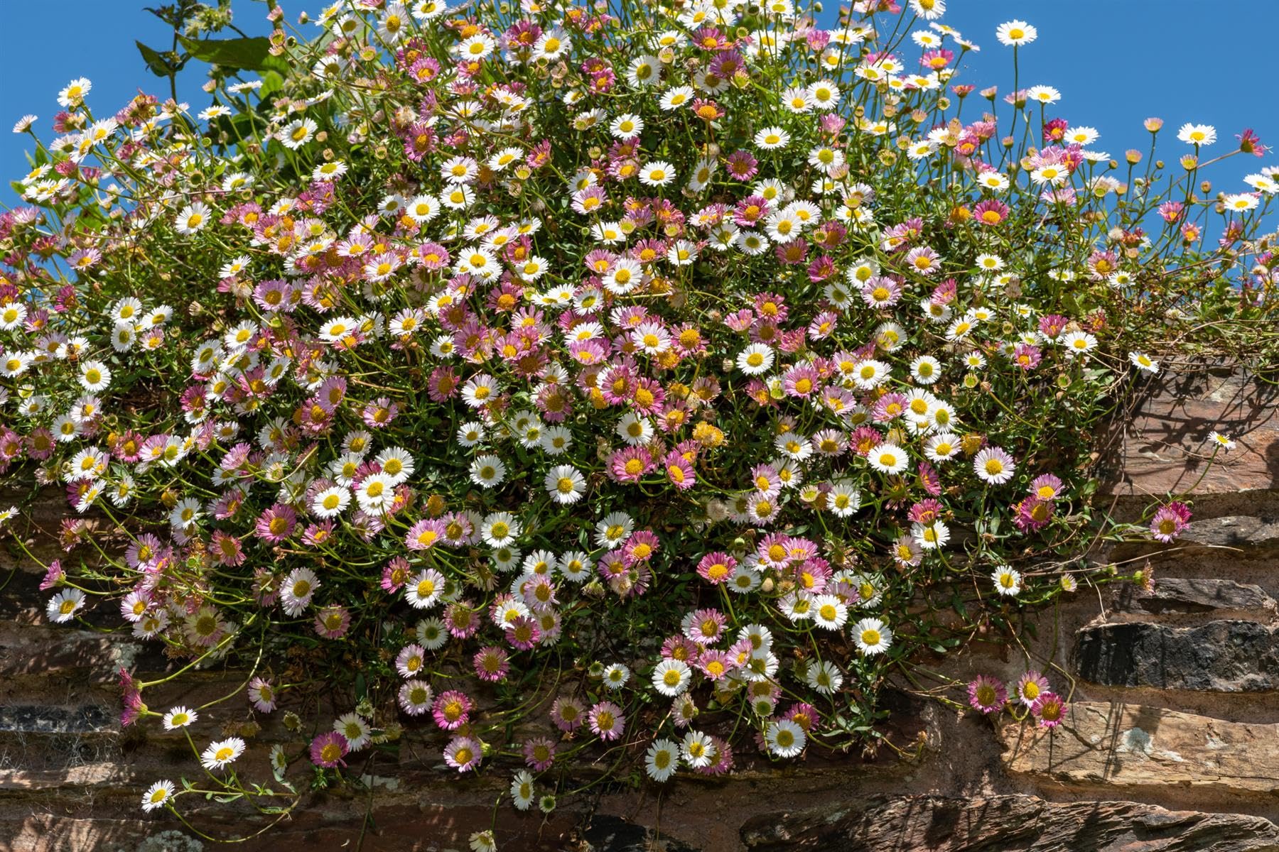 Just Seed Erigeron karvinskianus 'Profusion' Seeds – 500 Seeds – Mexican Fleabane Daisy, Easy to Grow Perennial Flowers for Walls, Borders, Rockeries, Containers & Pollinators