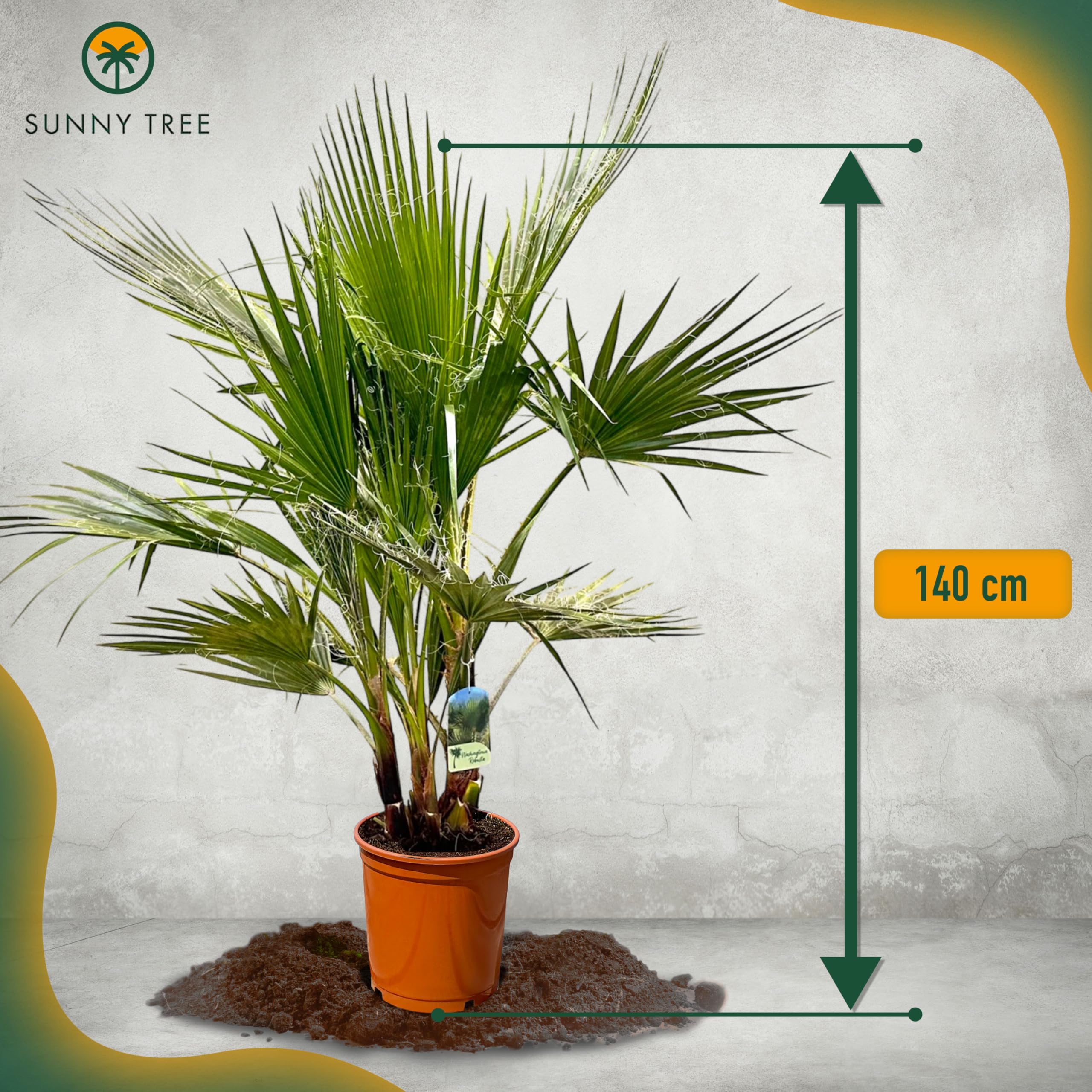 Sunny Tree - Palmier - Washingtonia Robusta - Multi-tronc - 140-160 centimètres avec pot - Palmier éventail mexicain