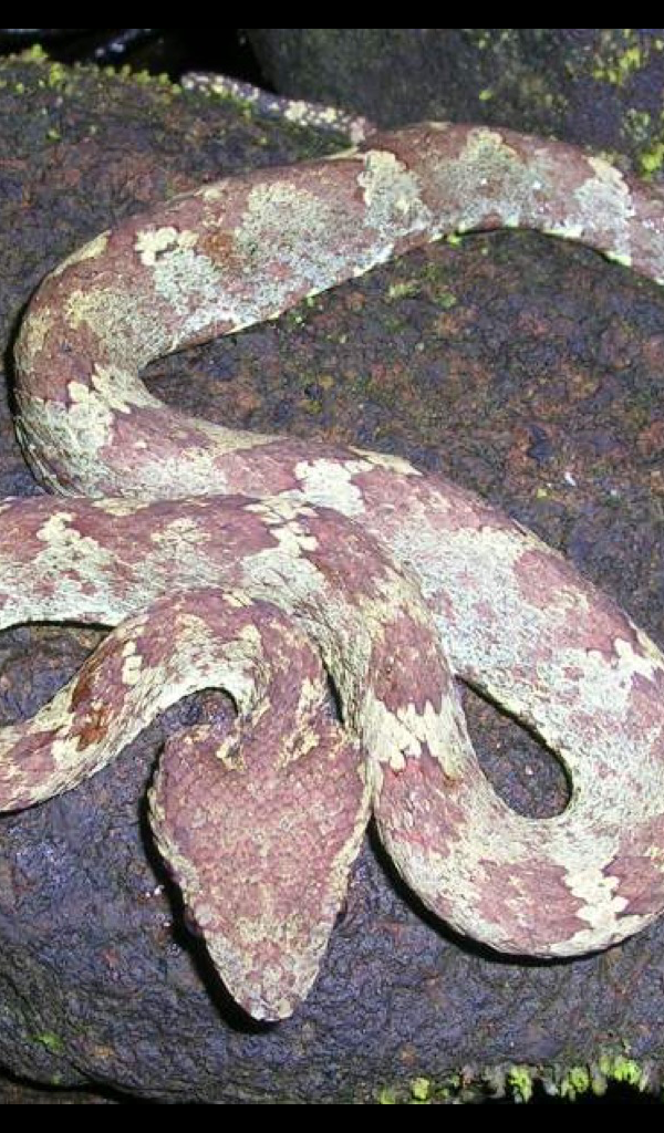 pit viper Wallpaper HD Wallpapers of pit