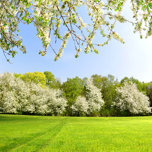 Spring Live Wallpapers - App on Amazon Appstore