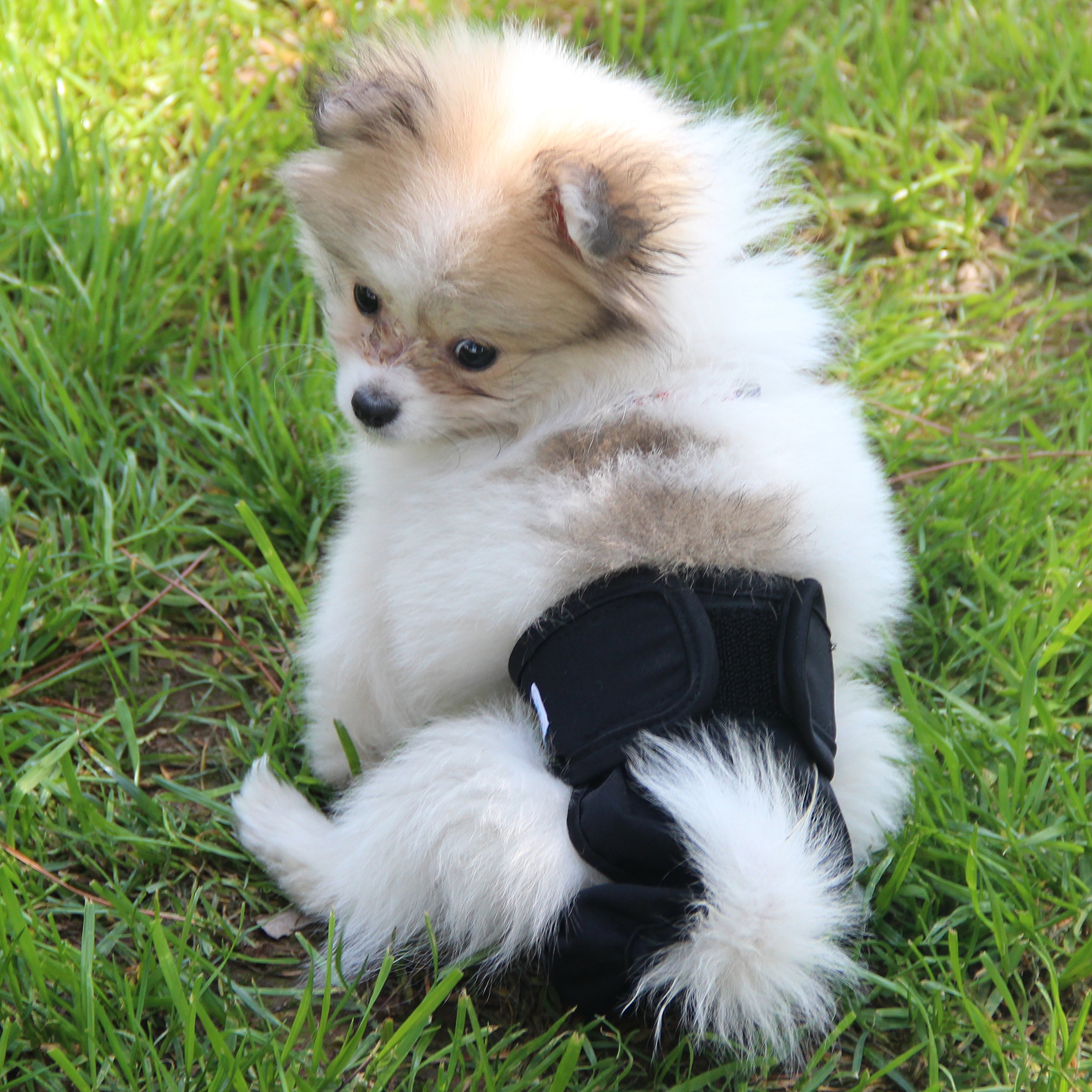 paw legend dog diapers