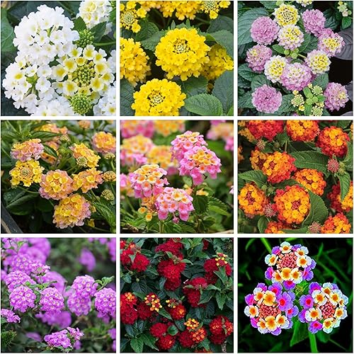 Lantana - Semillas de flores para plantar, más de 250 semillas de Lantana de colores mixtos para plantar flores perennes sin OMG para jardín al aire