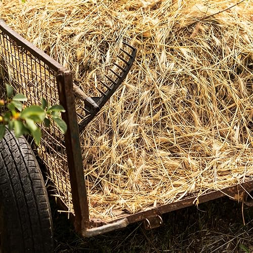 Miniatura 9 de High Desert Heno de hierba Timothy de segundo corte para conejos, cobayas, chinchillas y mascotas pequeñas, heno natural empaquetado a mano de alta