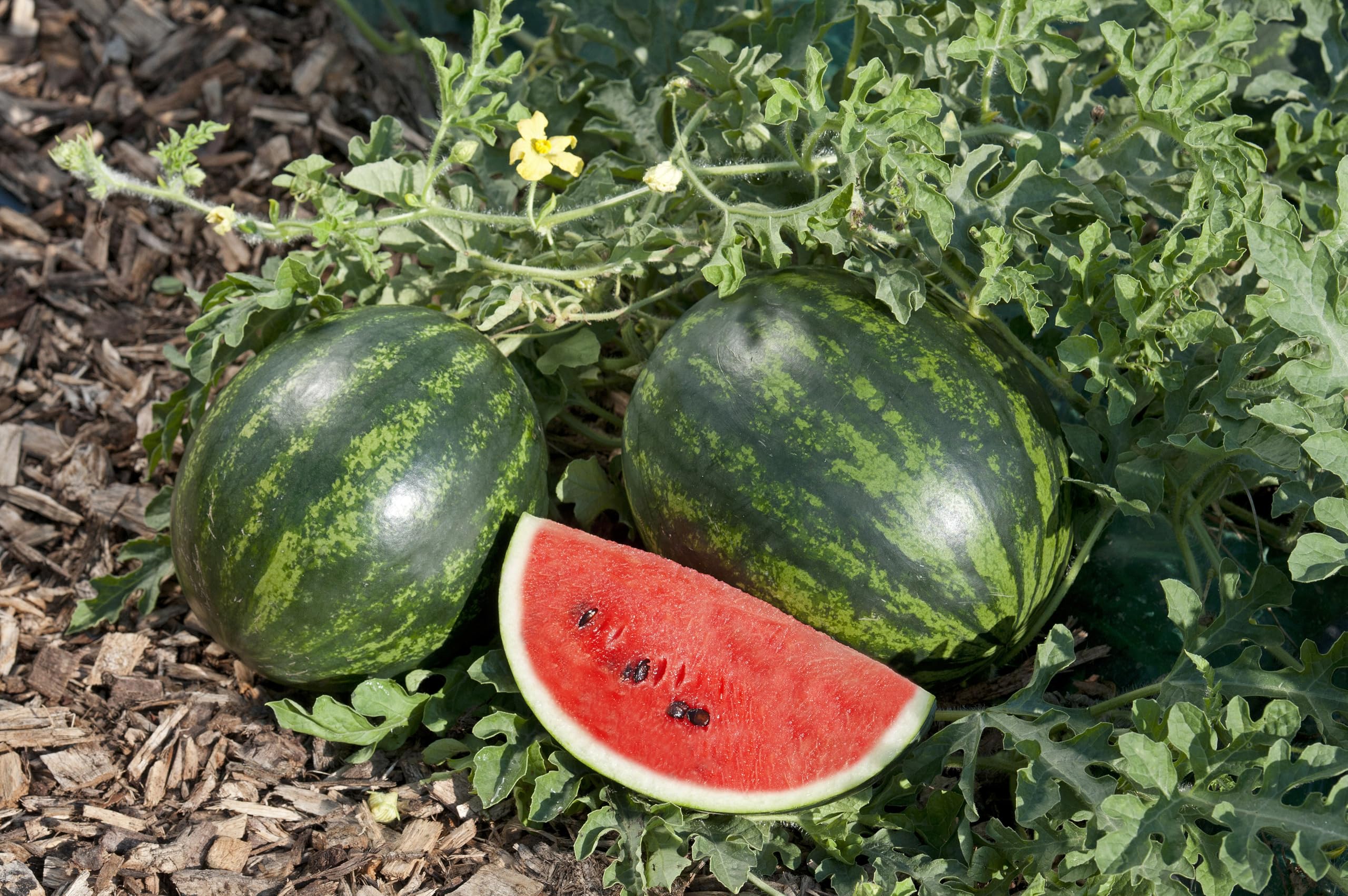 Watermelon Plug Plants Grow Your Own Fruit from Our Premium Quality Plants 'Ready to Plant Now' (1)