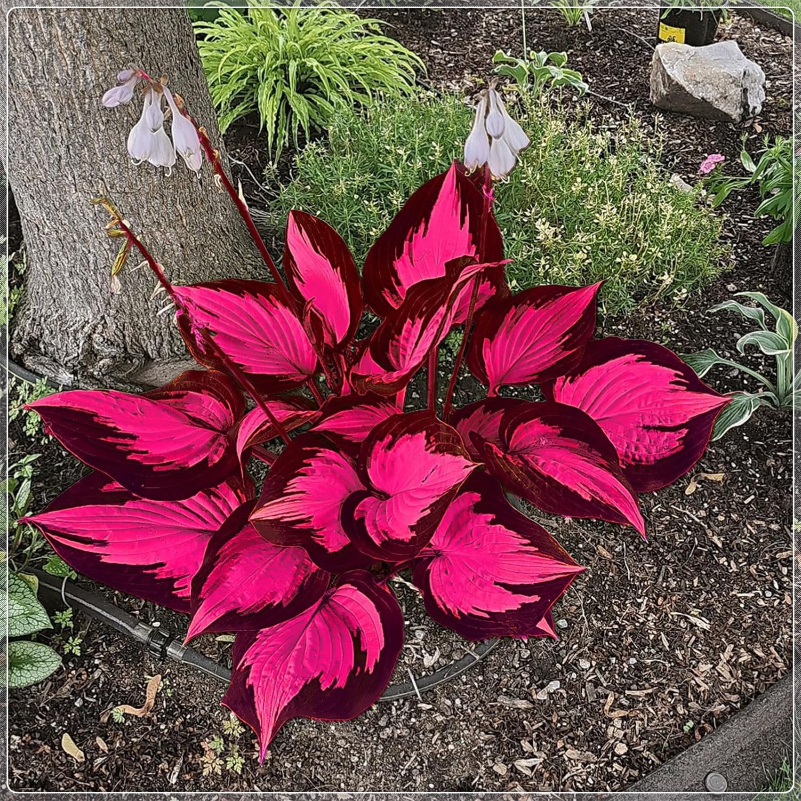Excellent Display, Greening Flower,Hostas for Planting, Hosta Rhizome,Easy to Plant, Flowering Rhizome,Wedding Flowers, Bloom Year After Year-8 Bulbs-B — image 1