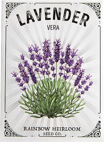 Miniatura 2 de Semillas de lavanda inglesa para plantar  Variedad Vera (paquete de 0.04 oz - aproximadamente 800 semillas)  Semillas sin OMG y reliquia  Paquete de