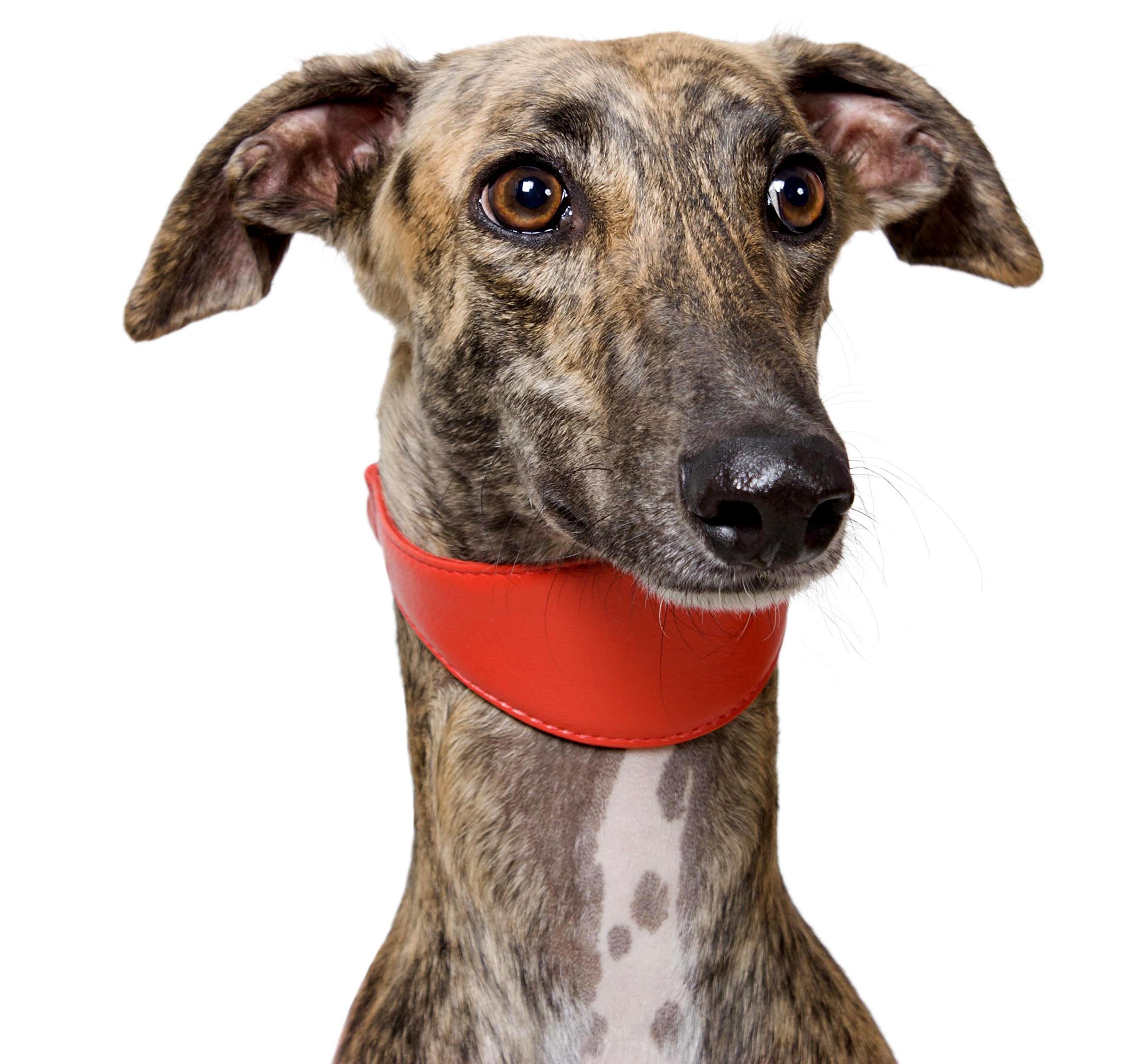 soft lurcher collars