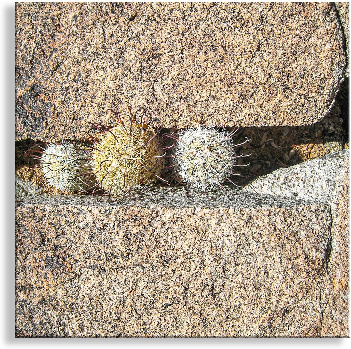Cactus Decor Art Print with Tiny Desert Pincushion Cactus Photograph