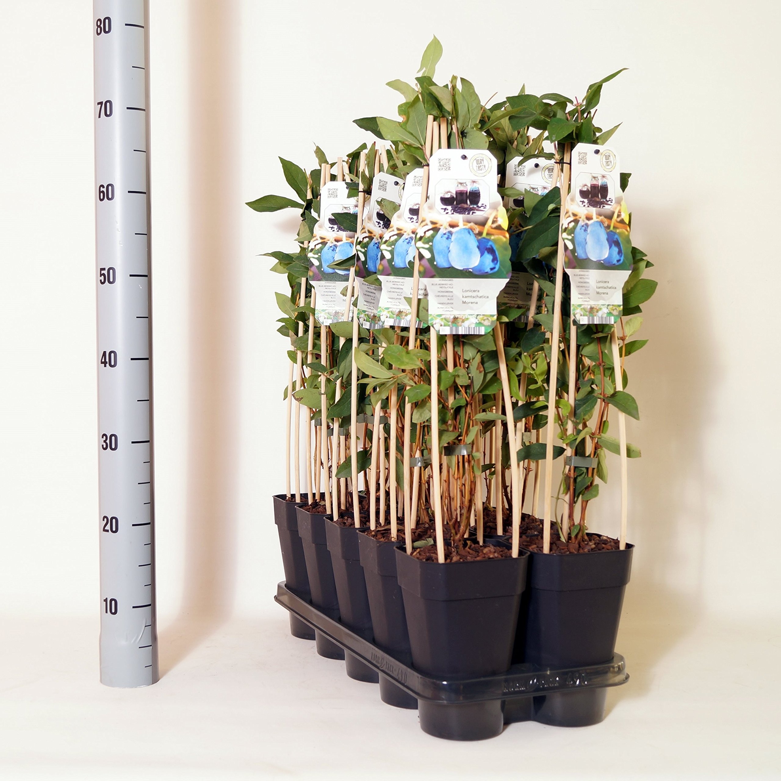 Siberian Blueberry - Honey Berry - Lonicera kamchatica Morena - Various  Sizes (60 cm - 2 Litre) : Amazon.se: Garden