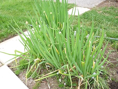 Miniatura 4 de Semillas de Cebolla Galesa Piero Green (Allium fistulosum) Vegetal para plantar Semillas Gigantes sin OMG 300 Semillas