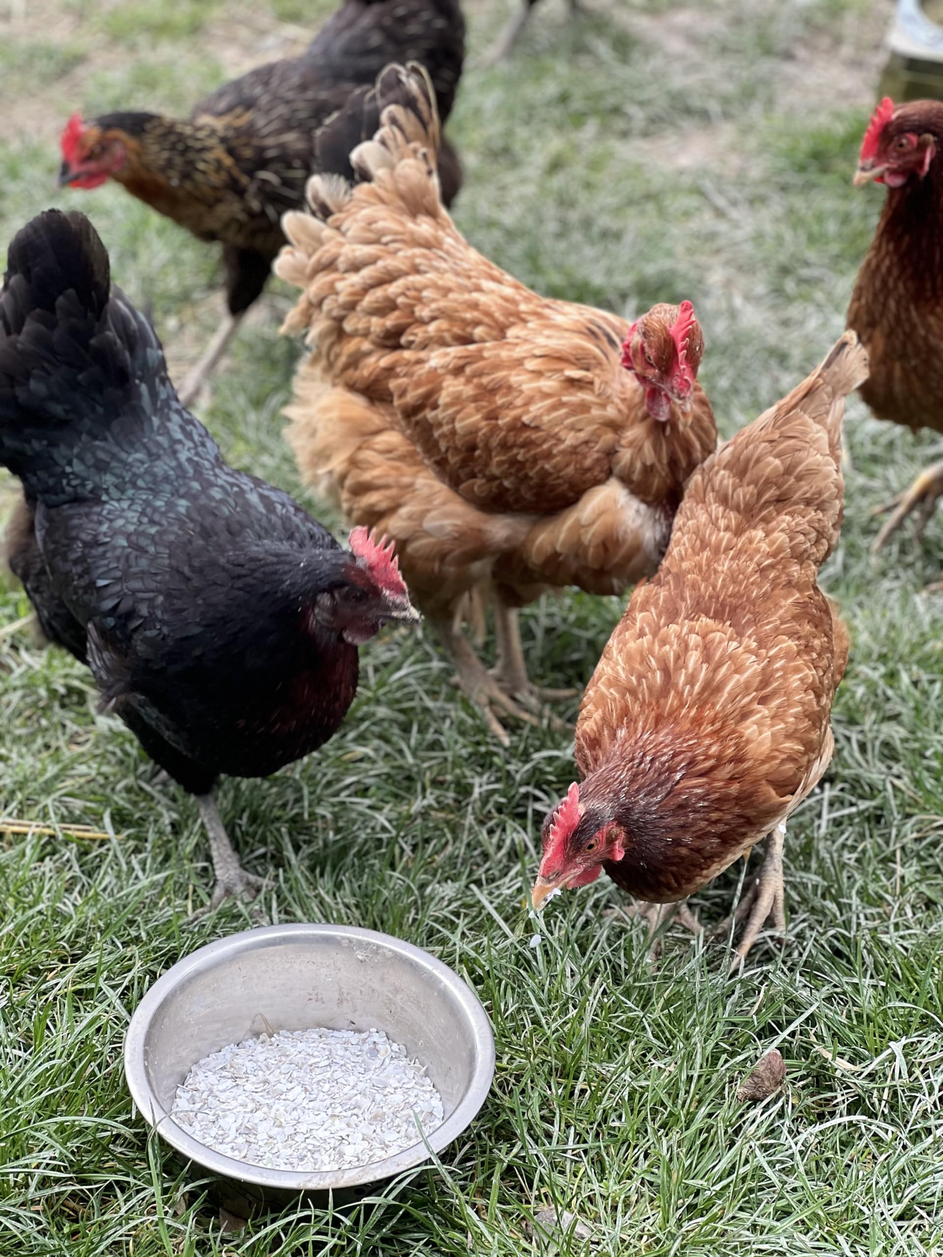 900 g di gusci di ostriche francesi naturali, igienizzate, calibrate e macinate per pollame - Alto contenuto di calcio: da 36 a 38% e oligoelementi (900 g)