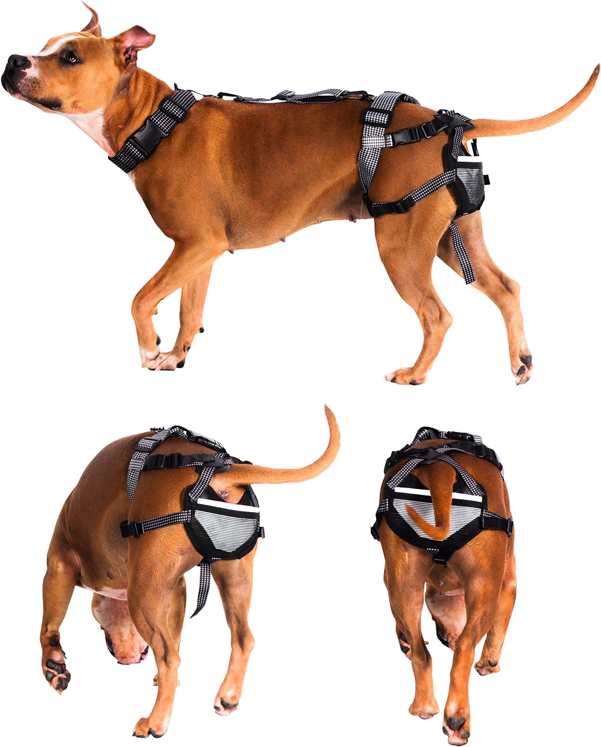 Chastity System for Dogs – Stop Breeding - Dog Diaper Alternative & Storage Travel Bag - 8 Dog Period Pads (Dog Chastity System & 8 Sani-T Pads)(Please See Videos)(Multiple Sizes) (Extra Large)