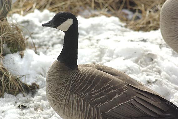 Amazon.com : Canadian Goose Taxidermy Photo Reference CD : Hunting
