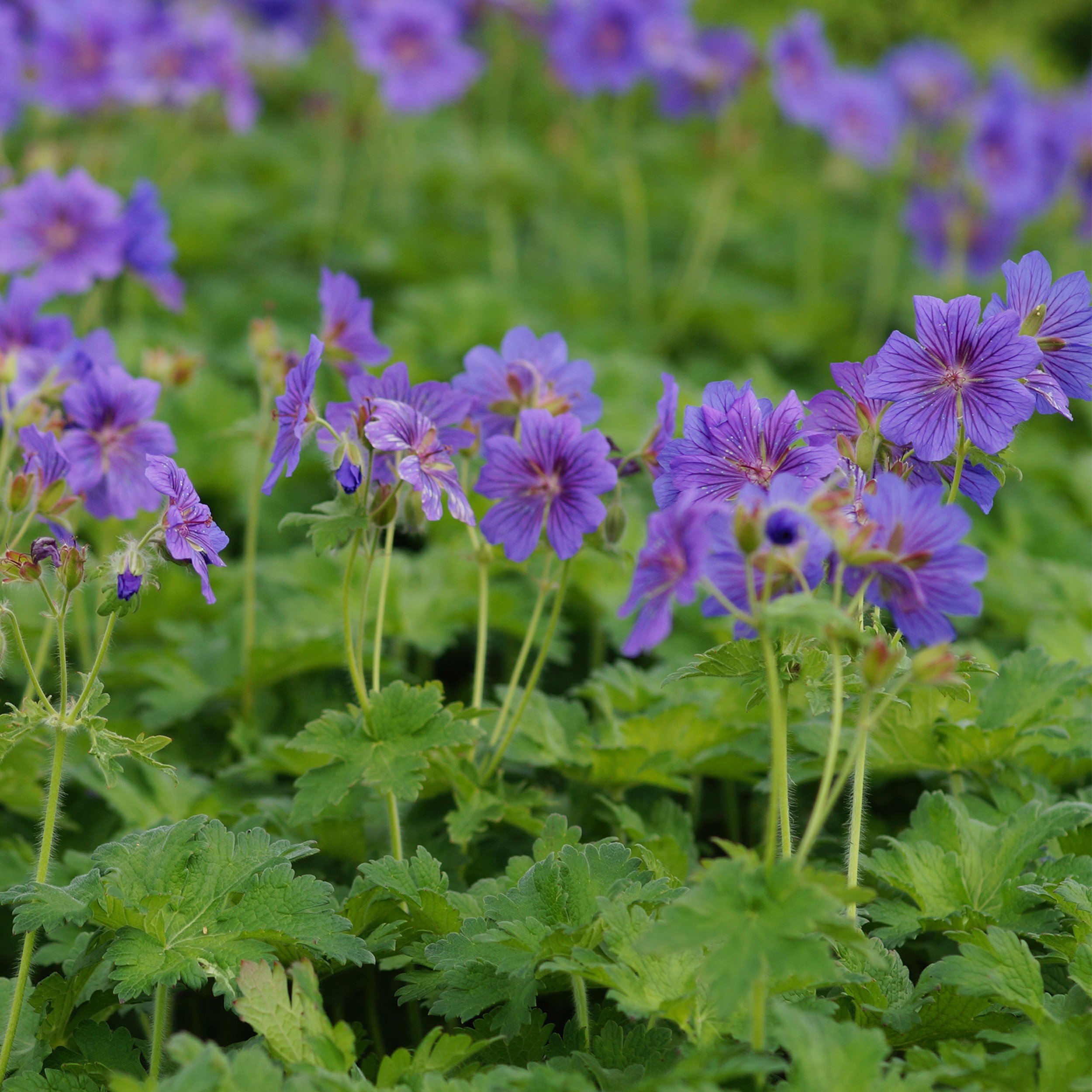 Blumixx Stauden Geranium Sanguineum 'Apfelblüte' - Blutstorchschnabel Im 0,5L Topf, Zartrosa Blühend