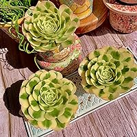 Vista 8 de Aeonium Maibakh - Kit de suculentas con maceta de plástico, planta viva de 3 pulgadas, tierra comprimida y guía, para escritorio de jardín y oficina