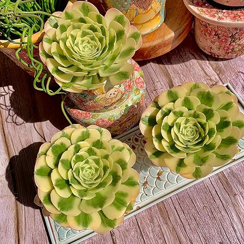 Miniatura 8 de Aeonium Maibakh - Kit de suculentas con maceta de plástico, planta viva de 3 pulgadas, tierra comprimida y guía, para escritorio de jardín y oficina