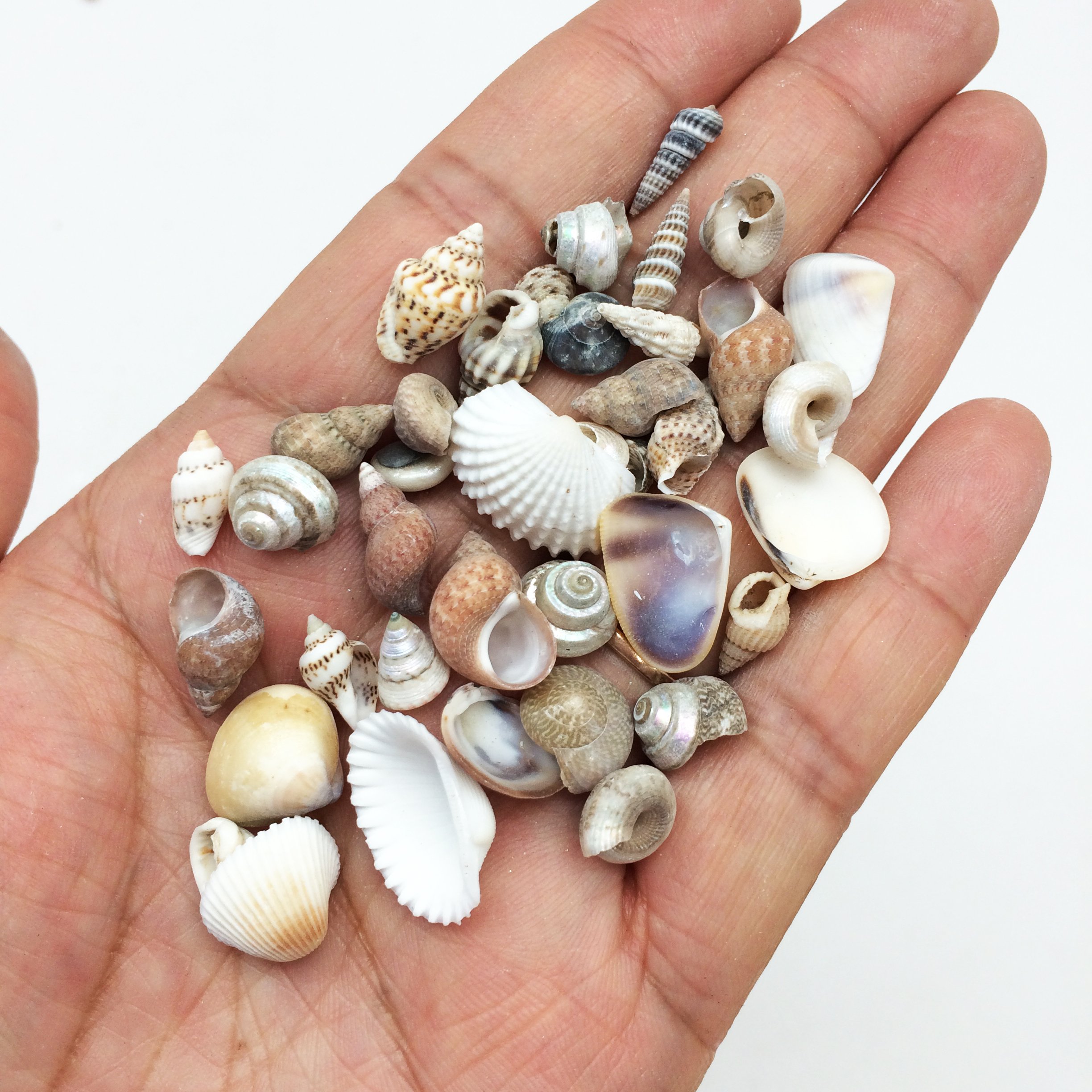 Amazon.com: PEPPERLONELY Tiny Mix Sea Shells, Small Shells Mixed