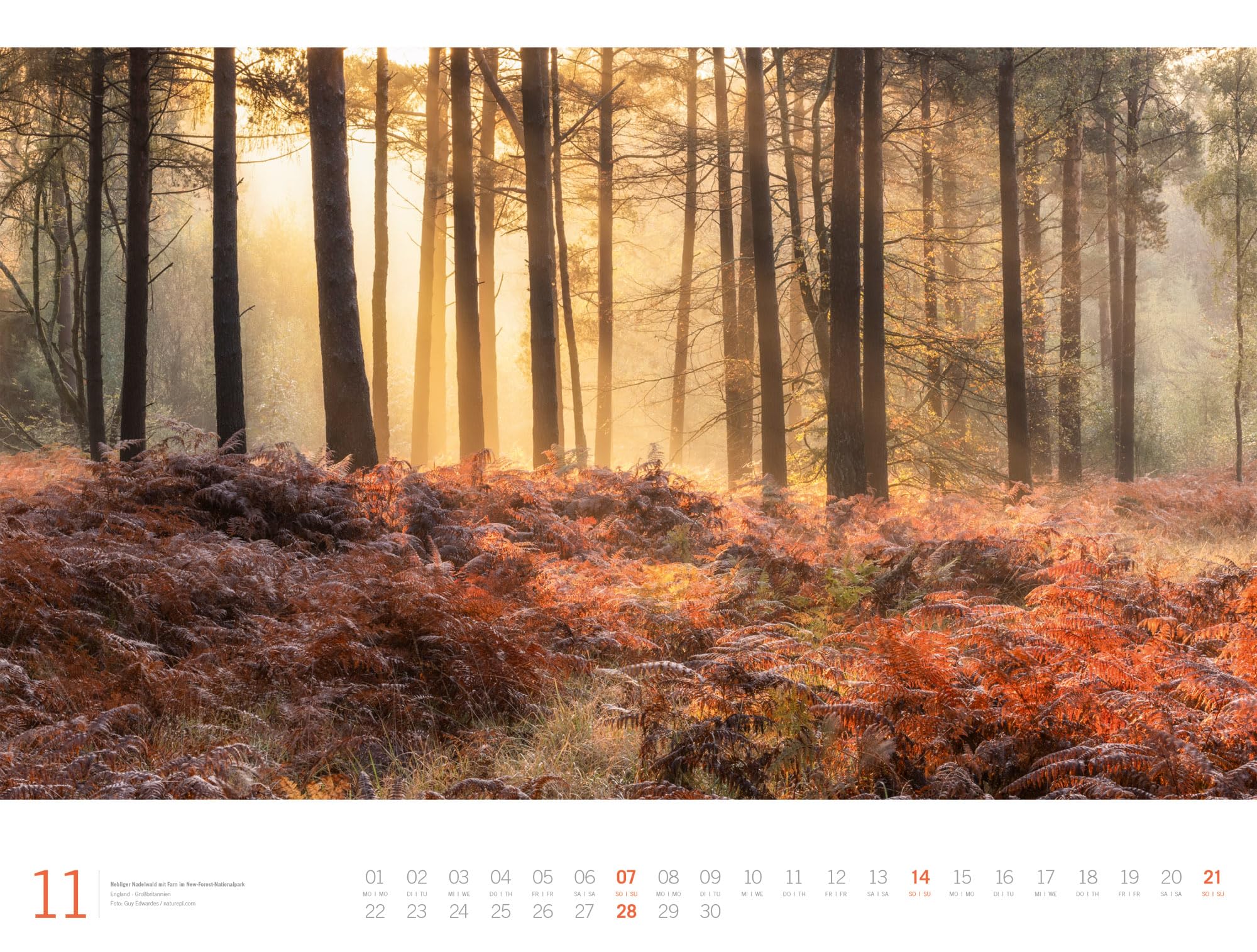 Wald Gallery Kalender 2027: Geschmackvoller Natur-Kalender im großen Querformat (66x50 cm) | Wälder und Bäume im Großformat