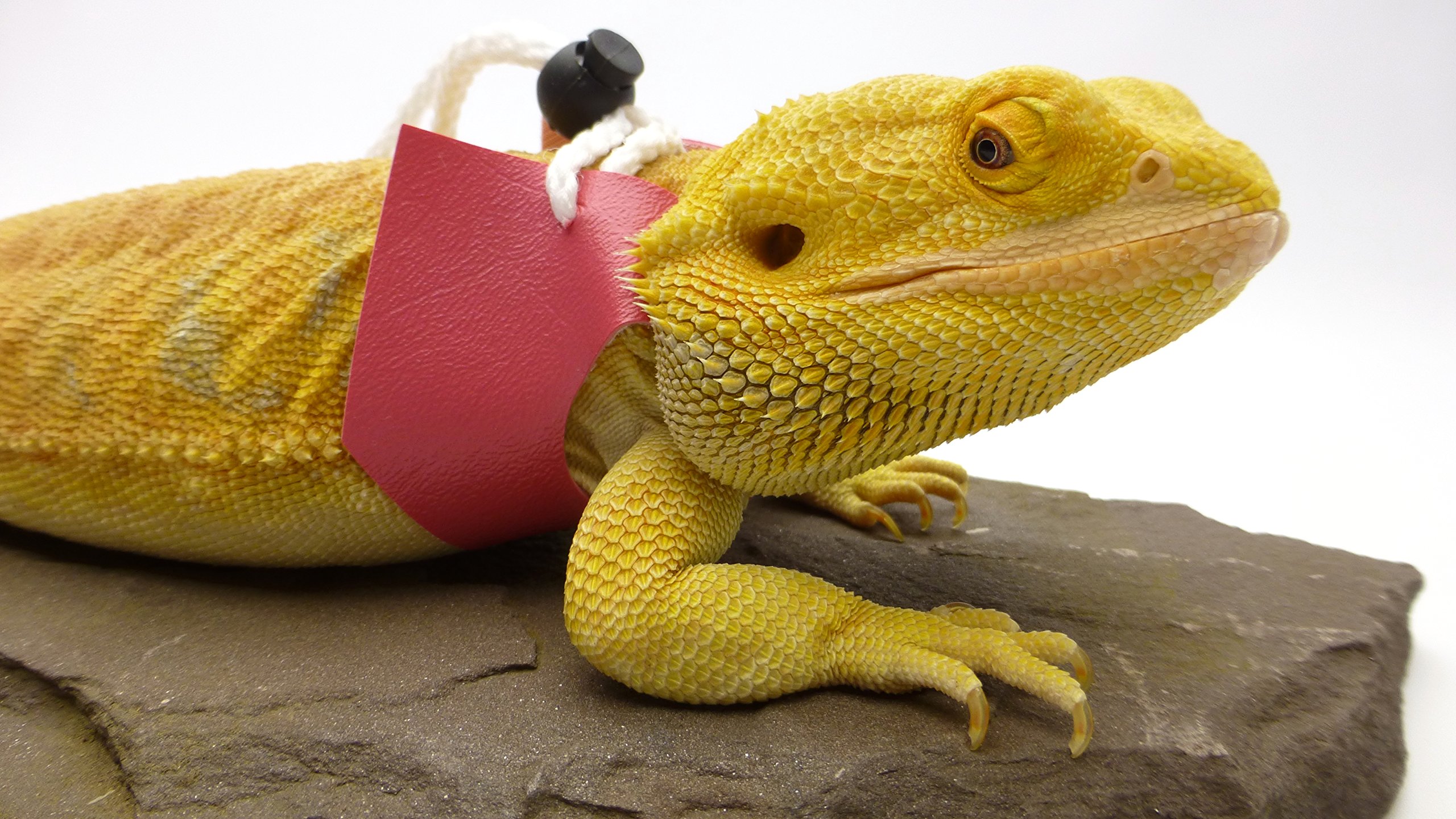 Ogle Lizard Leash, Limited Edition Pink (large size)