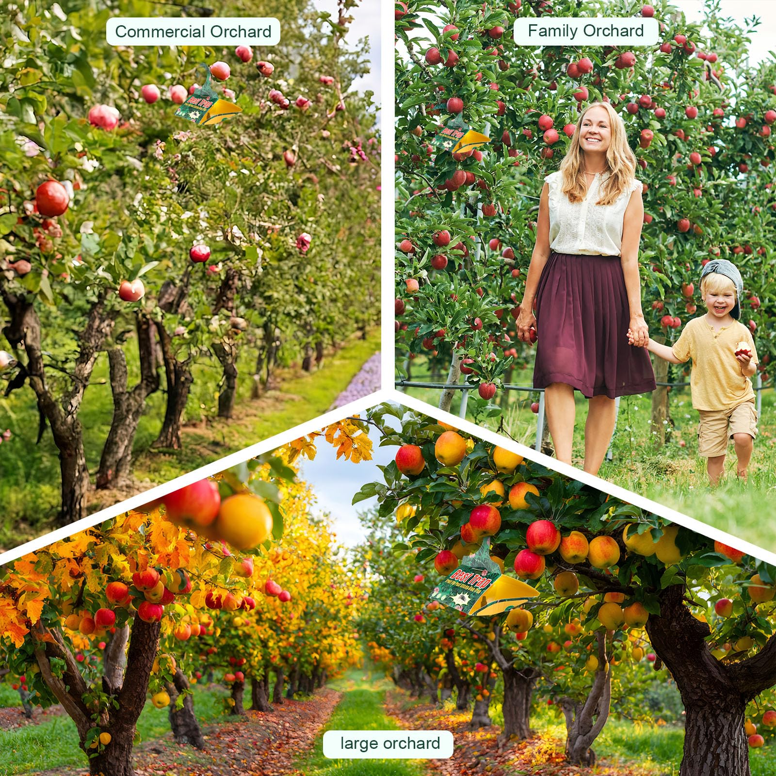 Paquete de 18 trampas para polillas de manzano con señuelos de feromonas, adhesivo triangular para colgar manzanos, incluye 18 trampas y 18 señuelos, para uso en huertos y jardines