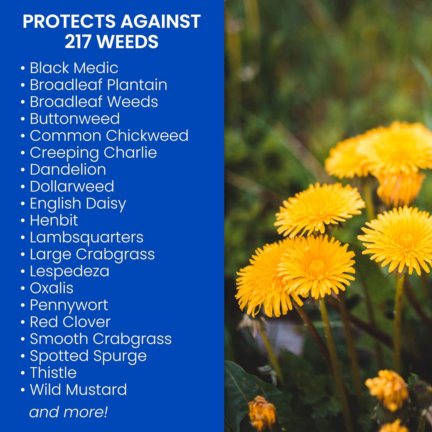 BioAdvanced 704080A Ready-to-Spray Rts Crabgras/Weed Killer, 32 Ounce