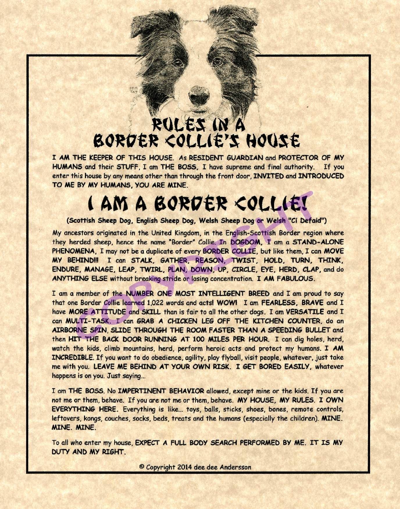 border collie stuff