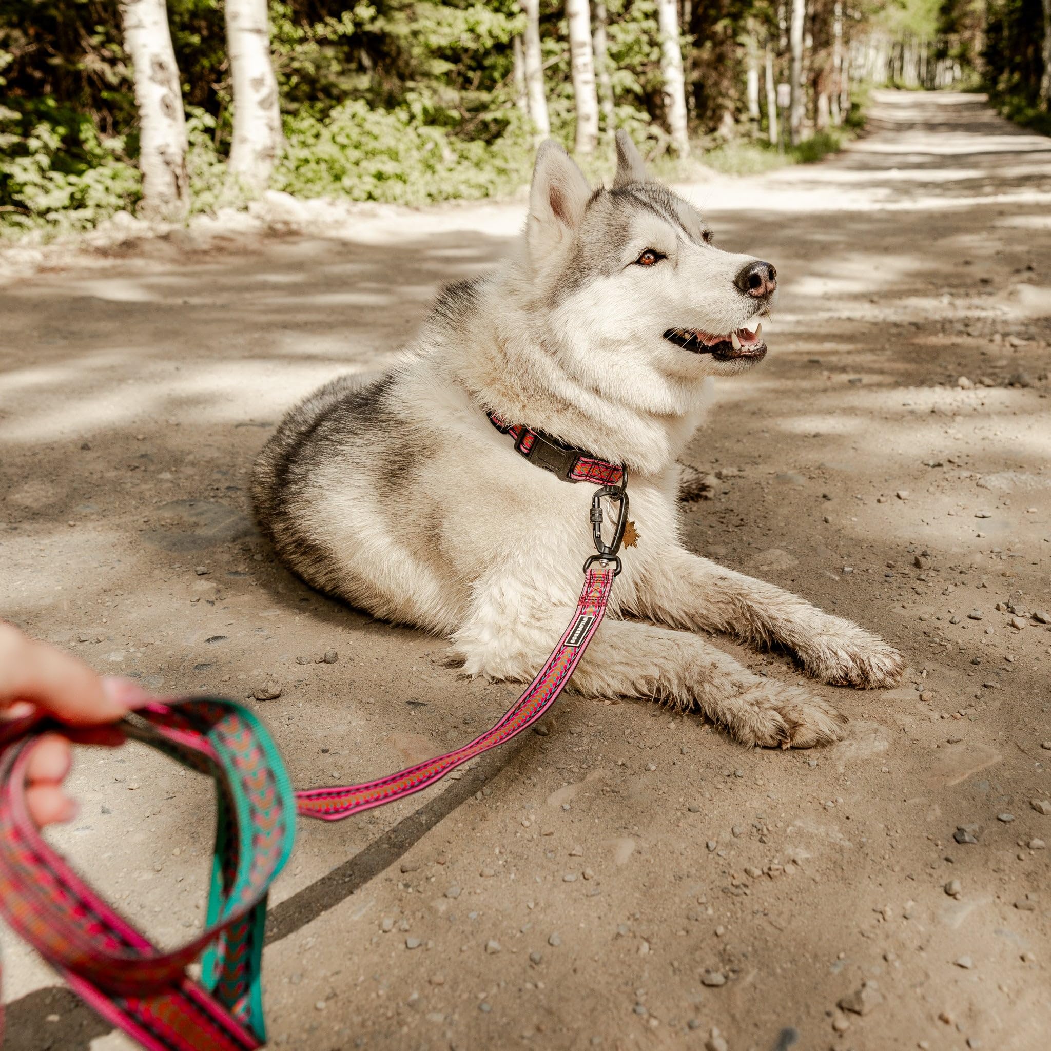 Wilderdog Ultraleichte Leinenserie für Hunde, 1,8 m lang und nur 106 g, mit schwenkbarer, verriegelbarer Karabinerbefestigung und leicht gepolstertem Griff mit D-Ring, Daybreak