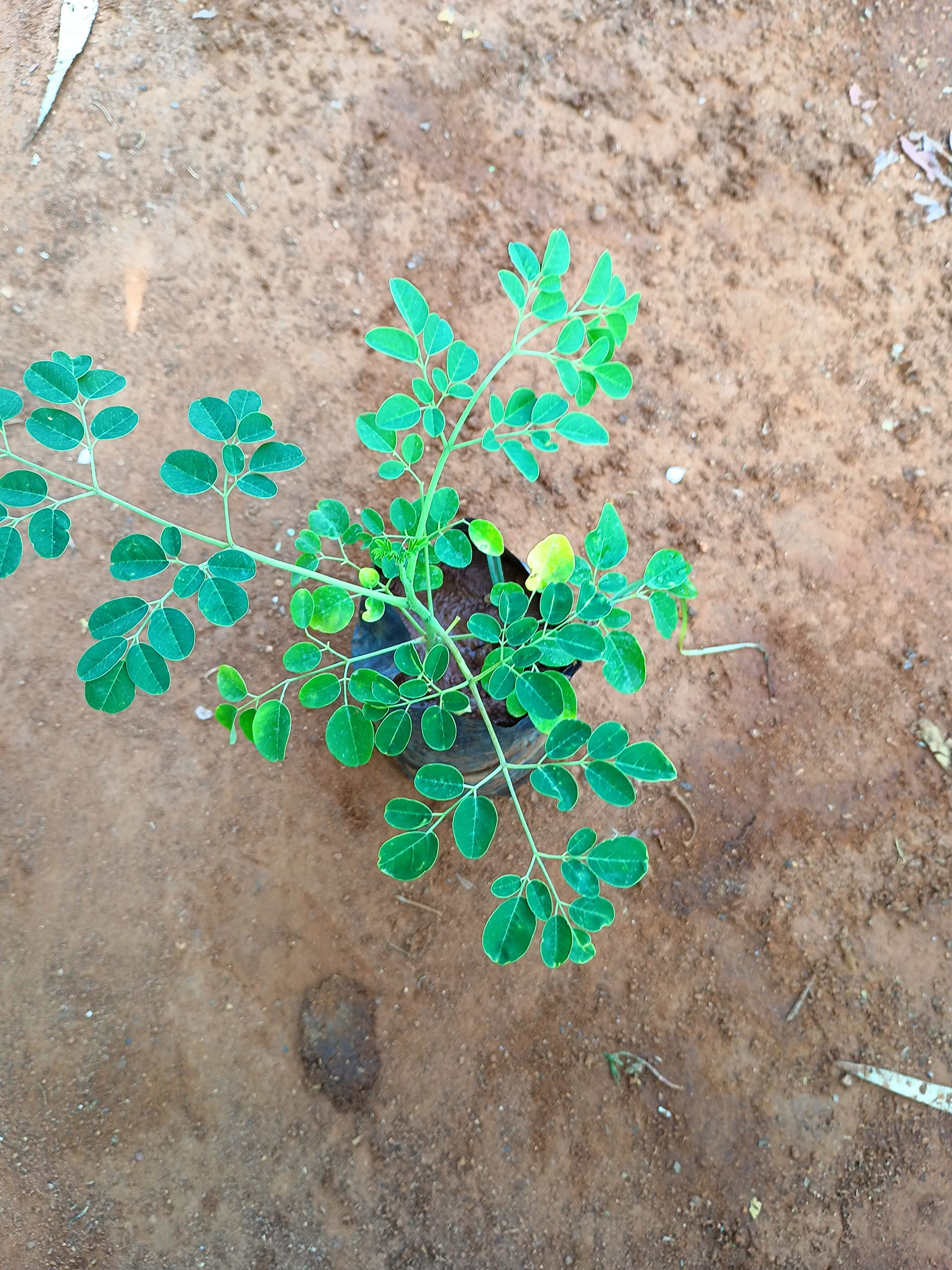 Anuraj farms Drum Stick Plants, Moringa Plants,nuggekai Shevaga, Munagakaya plant Muringnga live plant (B0C2HL2GV1) Amazon Price History, Amazon Price Tracker