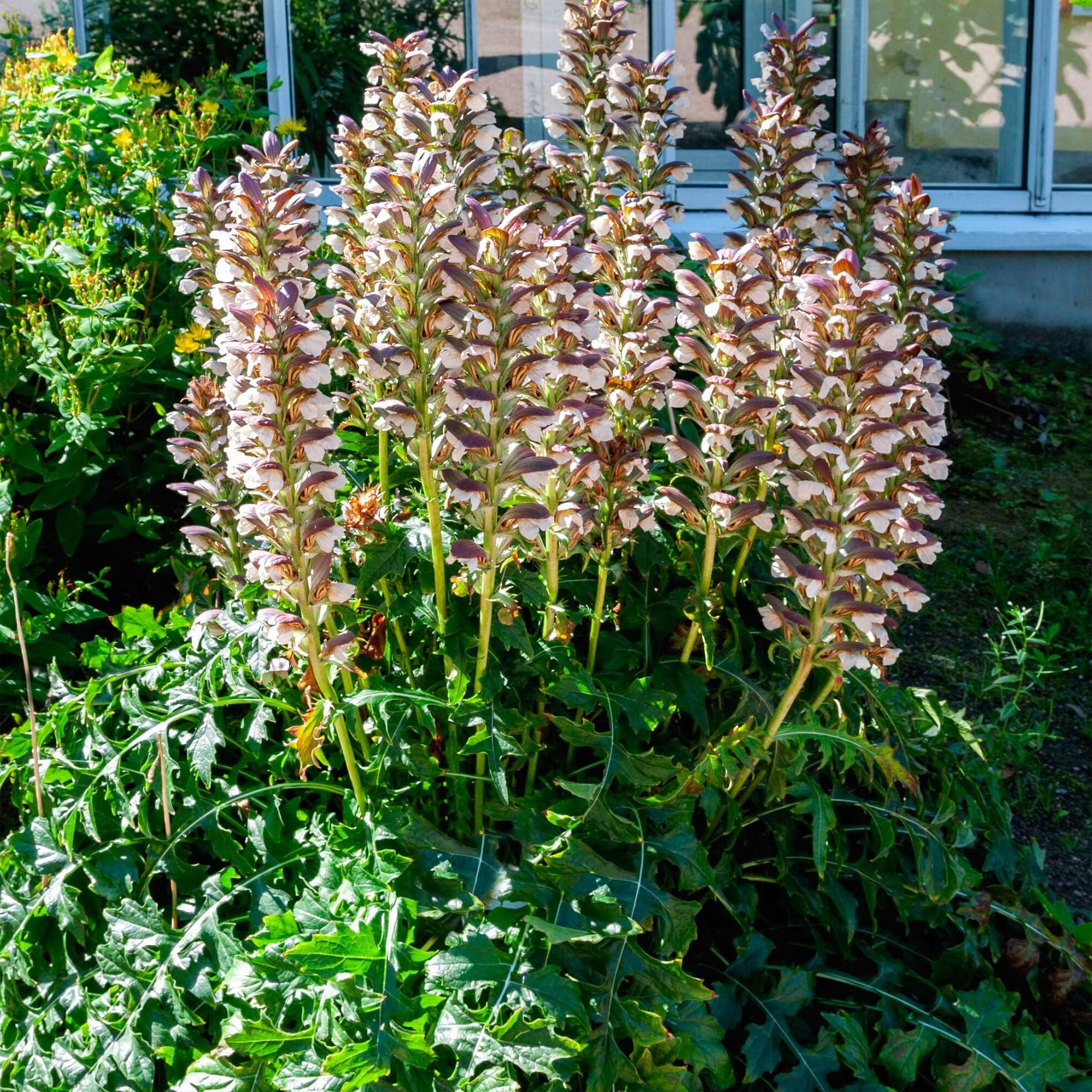 Outsidepride10 Seeds Annual Acanthus Bear's Breeches Flower Seeds for Planting
