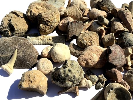 Bulk Educational Genuine Fossil Mix - 1/2 Lb Variety of 75 Genuine Fossils - Exclusively from DINOSAURS ROCK