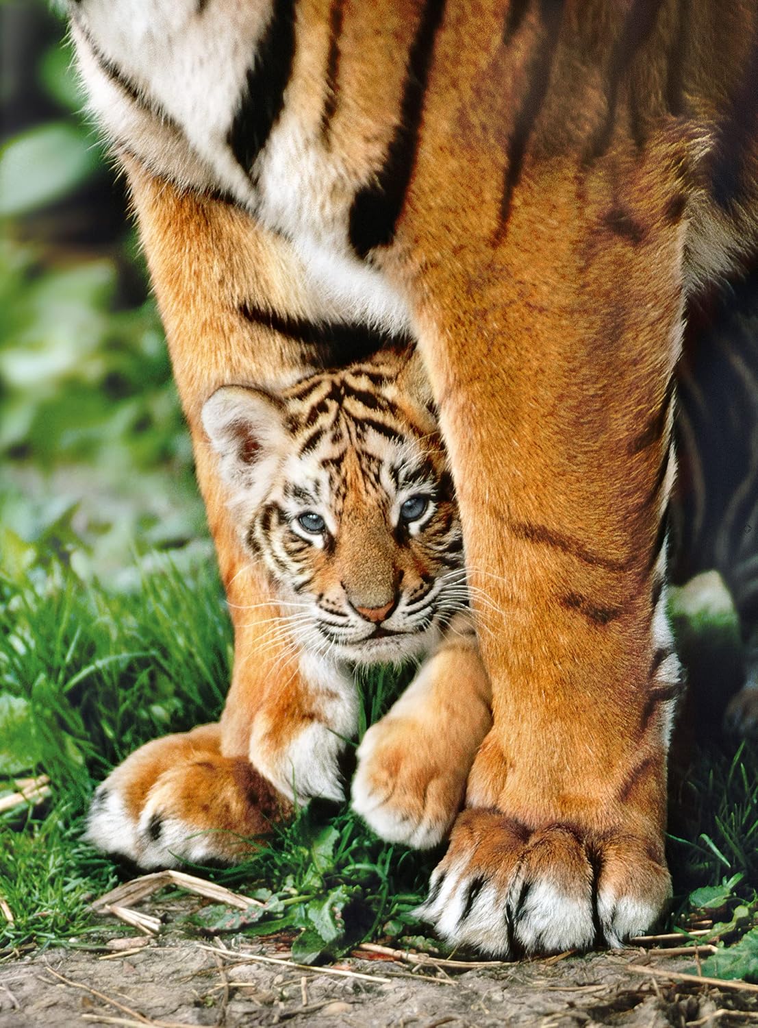 Clementoni 35046 Clementoni-35046-High Quality Collection-Bengal Tiger Cub Between Its Mother's legs-500 Pieces, Various