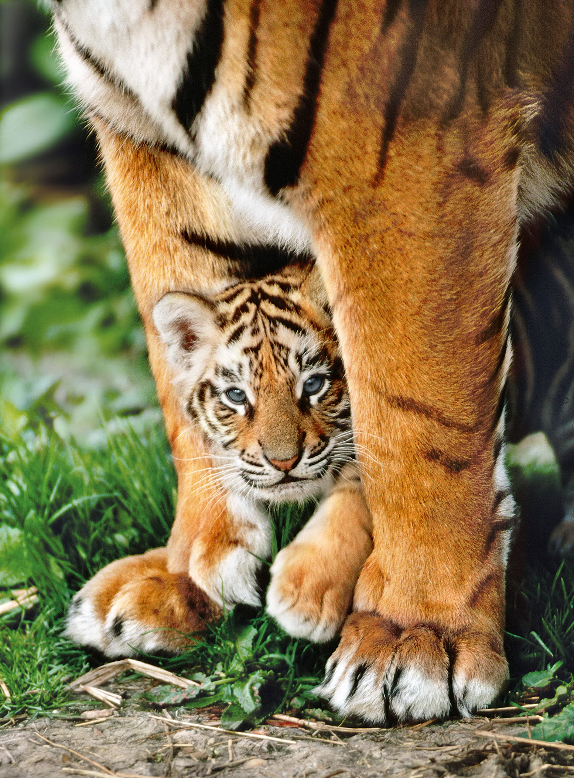 Bengal Tiger Cub, Jigsaw Puzzles - Amazon Canada