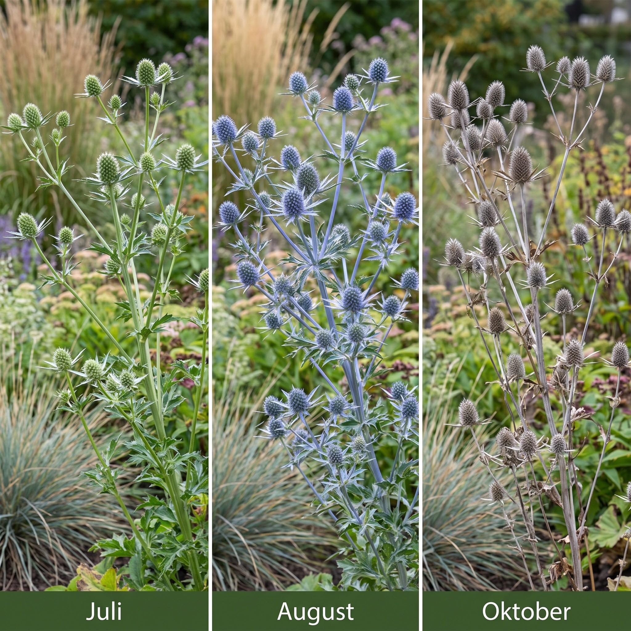 Stauden Gänge 10 x Eryngium planum Flachblatt-Mannstreu Edeldistel