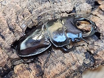 クルビデンスオオクワガタ♂野外標本 インド産クルビデンスオオクワガタ♂野外標本 昆虫用品