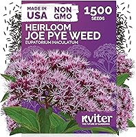 Vista 23 de KVITER 25 semillas de algodón blanco para plantar (Gossypium hirsutum) – Planta de algodón real, semillas de algodón para cultivo, semillas