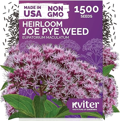 Miniatura 22 de KVITER 7000 semillas de milenrama roja (Achillea Millefolium Rubra) - Semillas de flores perennes para plantar en el exterior, reliquia y orgánicas