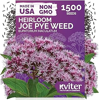 KVITER 1500 Joe Pye Weed Seeds (Eupatorium Maculatum) - Spotted Joe Pye ...